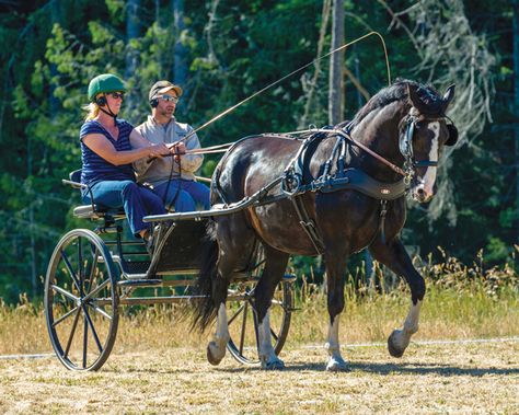 Horse Driving, Driving Horses, Female Driver, Percheron Horses, Kentucky Horse Park, Horse Cart, Carriage Driving, Training Ideas, Driving Instructor