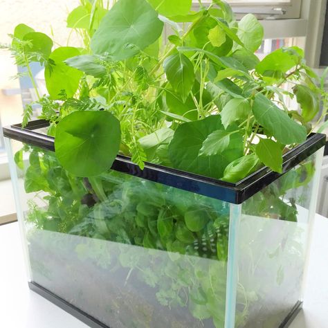 How to turn an old fish tank into an indoor herb garden | Lia Belle Fish Tank Garden, Aquarium Garden, Fish Tank Terrarium, Fish Garden, Indoor Herb, Indoor Herb Garden, Garden Terrarium, Plant Ideas, Herbs Indoors