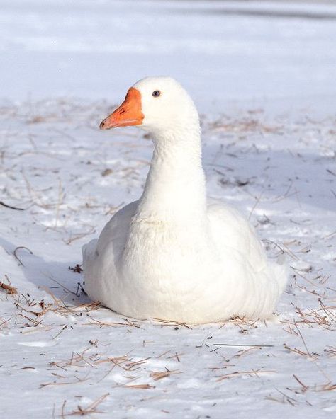 Snow Goose Bird Taxidermy, Snow Geese, Snow Goose, Animal Spirit Guides, Chickens And Roosters, Snow Dogs, Winter Magic, Mother Goose, Animal Facts