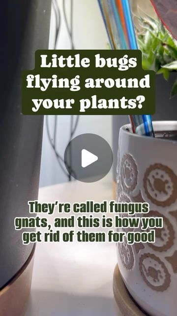 Jill on Instagram: "Comment “link” for the full list of supplies you need to get rid of these little pests 🦟 #ad 

If you have houseplants, eventually you will also have fungus gnats. They are incredibly common, and thankfully 100% harmless to your plants. But, they’re an eye sore and just something you don’t want around your house. 

First, it’s important to know a little about the gnats to know  how to treat them. They lay their eggs in the top couple inches of your soil, and thrive in damp environments. So, if you’re lucky enough to not have them, prevent them from coming by allowing your soil to dry before watering again. How much it dries depends on your plants needs. 

Once you see them, they can spread quickly from plant to plant. If you identify the plant that has the gnats, separ How To Get Rid Of Gnats In House Plants, Gnats In House, Seed Paper Diy, How To Kill Gnats, Gnats In House Plants, How To Get Rid Of Gnats, Fungus Gnats, Plant Bugs, Inside Garden