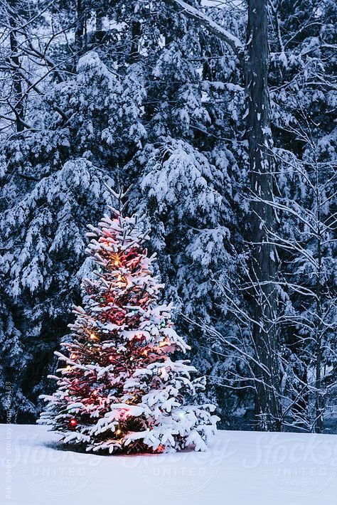 Snow Covered Christmas Tree, Snow Covered Christmas Trees, Christmas Tree Wallpaper, Christmas Tree With Snow, Christmas Scenery, Christmas Cover, Christmas Feeling, Rustic Christmas Tree, Christmas Scenes