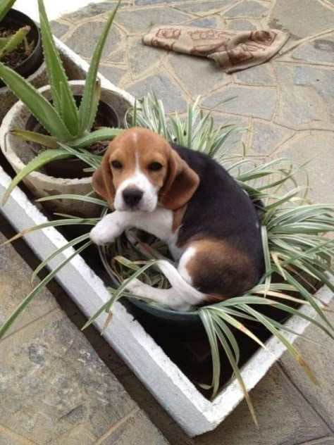 Beagle Aesthetics, Cute Beagle Puppies, Aggressive Dog Breeds, Beagle Puppies, Cute Beagles, Very Cute Dogs, Aggressive Dog, Beagle Puppy, Beagle Dog