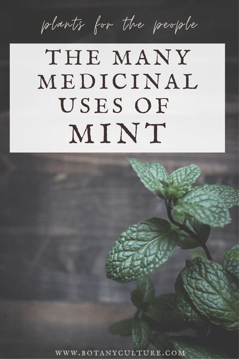 Mint Medicinal Uses, Mint Tincture Uses, Holistic Medicine Natural Treatments, Medicinal Herbs And Their Uses, Henbit Medicinal Uses, Natural Herbs Medicine, Mint Herb Uses, Healing Herbs Medicine, Mint Uses