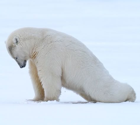 Polar Bear Plank Kodiak Brown Bear, Urs Polar, Animal Yoga, Bear Attack, Cute Polar Bear, Bear Dog, Bear Art, Bear Cubs, Grizzly Bear