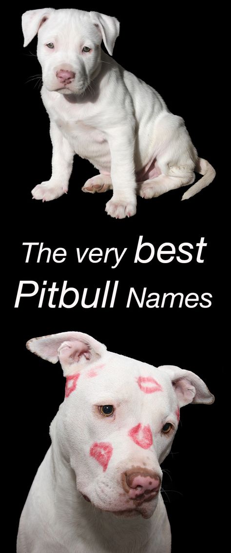 The Best Pitbull Names For Your New Puppy Pitbull Dog Names Boy, Boy Pitbull Names, Girl Pitbull Names, Male Pitbull Names, Pitbull Puppy Names, Puppy Pitbulls, White Pitbull Puppies, Pitbull Dog Names, Pitbull Names