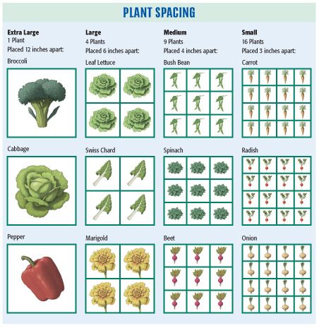 Garden Planning Ideas, Square Foot Garden, Victory Garden, Garden Fun, Future Garden, Garden Types, Square Foot Gardening, Gardening 101, Veg Garden