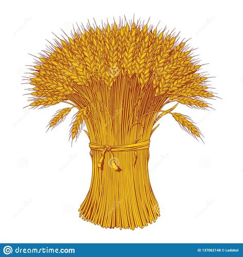 Sheaf Of Wheat, Joker Pics, 카드 �디자인, Wheat Fields, Rye, Barley, Vector Graphics, Adobe Stock, Wheat