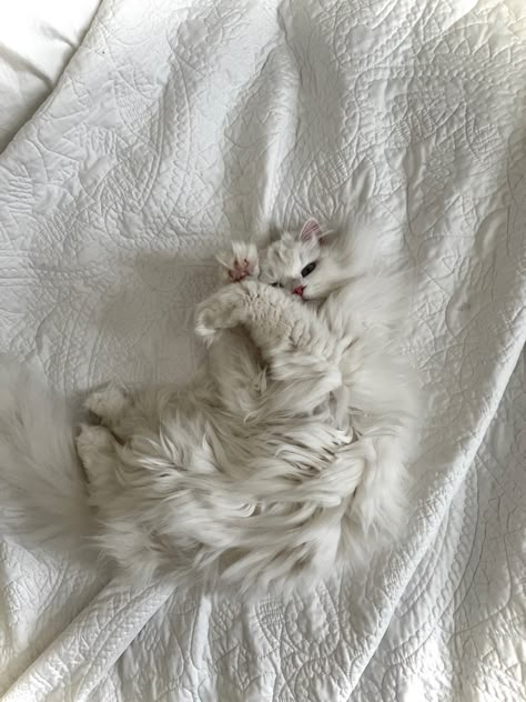 Long Hair White Cat, Long Hair Cats Breeds, White Siberian Cat, White Long Haired Cat, Long Hair Kitten, Grey And White Cats, Cat Long Hair, Sleepy Aesthetic, White Fluffy Cat