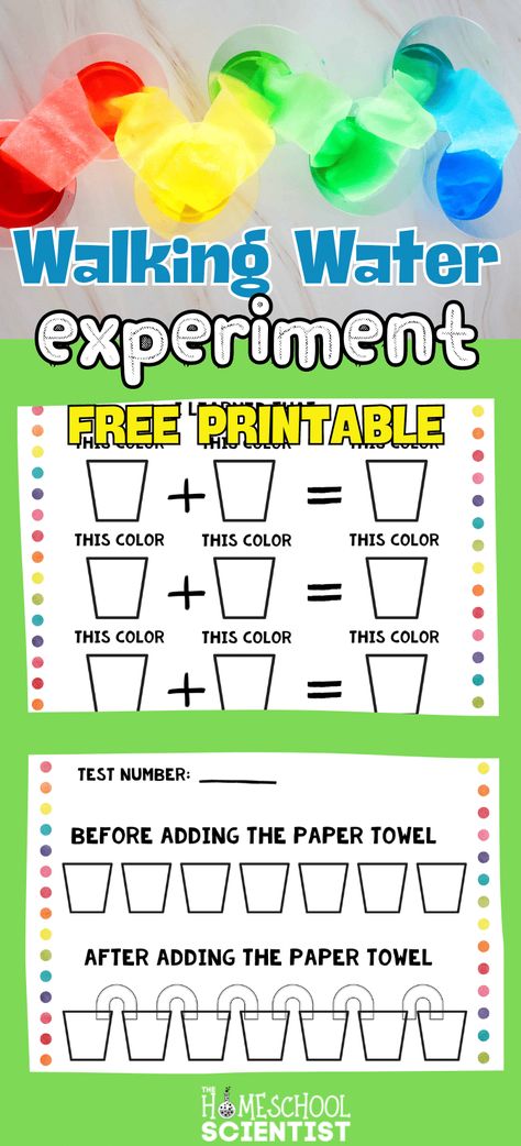 Walking water experiment with worksheets. Use as a color mixing activity for preschool or kindergarten or elementary science experiment to learn about how plants take in nutrients and water. Use the printable with multiple grade levels - two levels of worksheets included. Color Mixing Experiments For Kids, Water Dropper Activities, Color Mixing Activities Preschool, Walking Water Science Experiment, Science Activities For Preschool, Walking Water Experiment, Water Cycle Experiment, Free Science Printables, Elementary Science Experiments