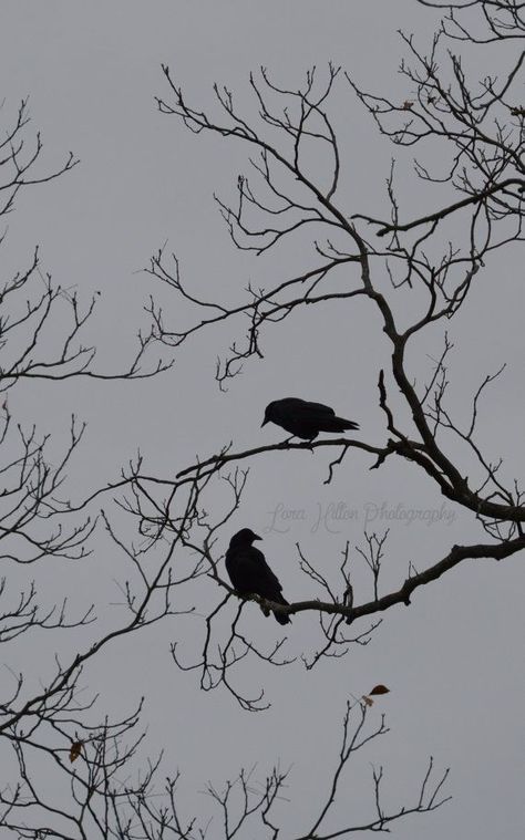 Crows Drawing, Crow Painting, Black And White Birds, Crow Tattoo, Sitting In A Tree, Nikon D3300, A Small House, Raven Art, Crows Ravens