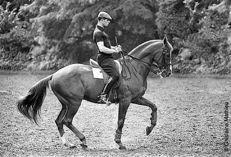 German Classical Dressage vs. French Classical Dressage research Lusitano Horse, Dressage Training, Horse Facts, Horse Riding Tips, Barrel Horse, Horse Dressage, Dressage Horses, Equestrian Life, Vintage Horse