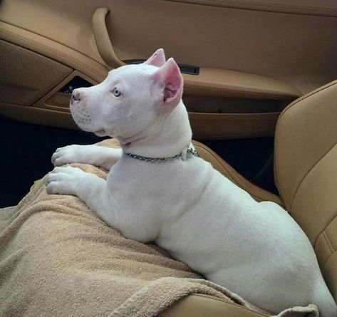 Baby White Pitbull puppy. Small White Pitbull Puppy. White Pitbull Puppies, White Pitbull, Pitt Bull, Pitbull Puppy, Pitbull Puppies, Bully Breeds, Cute Dogs And Puppies, Cute Animal Photos, Pitbull Dog