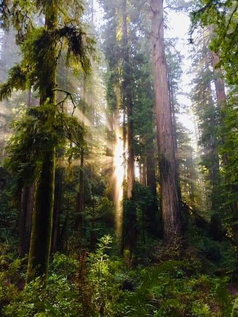 Old growth redwoods at Prairie Creek Humboldt County Mystical Landscapes, Forest Aesthetic, Humboldt County, Orange County, West Coast, The Great Outdoors, Abc, Forest, California