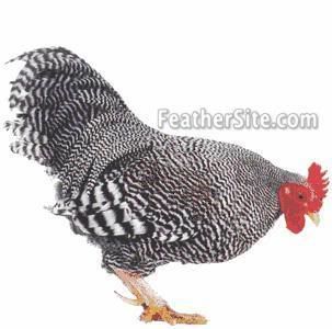 Difference between barred rock and cuckoo maran Cuckoo Marans Chicken, French Cuckoo Maran Chicken, Cuckoo Maran Chickens, Maran Chickens, Cuckoo Maran, 2d Felting, Chicken Bar, Plymouth Rock Chicken, Best Laying Chickens