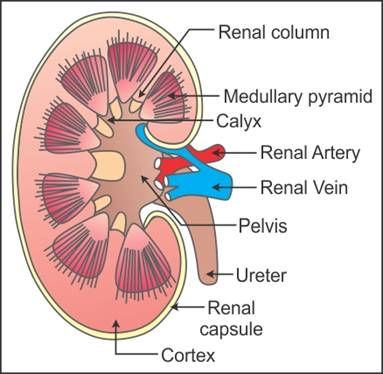 draw a well labelled diagram of the l s of kidney label any six parts - Biology - TopperLearning.com | kzkizr6yy Human Kidney Anatomy, Kidney Structure Drawing, Internal Structure Of Kidney, Kidney Structure, Kidneys Anatomy, Medical Essentials, Kidney Anatomy, Bio Notes, Biology Diagrams