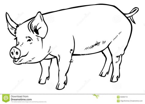 Pig drawing hand stock vector. Illustration of drawing - 60066713 Pig Black And White, Pigs Illustration, Black Drawing, Black Pig, Pig Drawing, Drawing Vector, Background Drawing, Background Black, Black And White Drawing