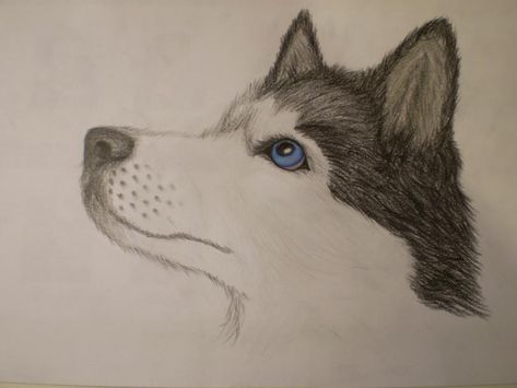 Siberian Husky by MustaVuona on DeviantArt Wolf Deviantart, Husky Tattoo, Husky Drawing, Husky Faces, Baby Huskies, Animals Jokes, Dog Sketch, A Husky, Drawing Pencil