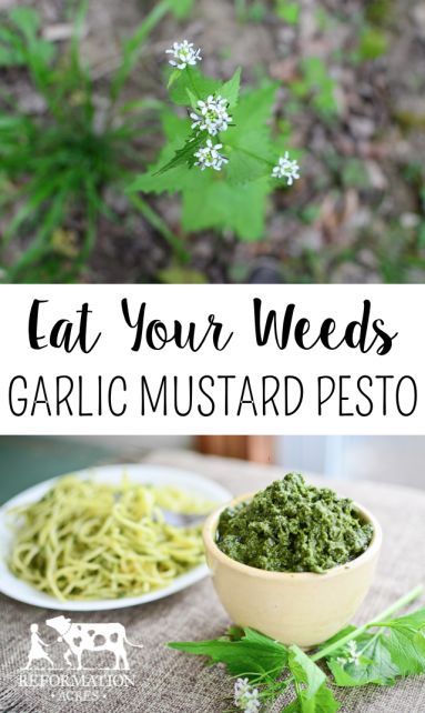 Garlic mustard, a tasty edible weed, does double duty acting both as the garlic and green in pesto. Garlic mustard is invasive, so harvest to your heart's content. Edible Weeds, Garlic Mustard, Baby Ray, Sweet Baby Ray, Food Foraging, Chicken Kebab Recipe, Survival Foods, Wild Foraging, Asian Sweets