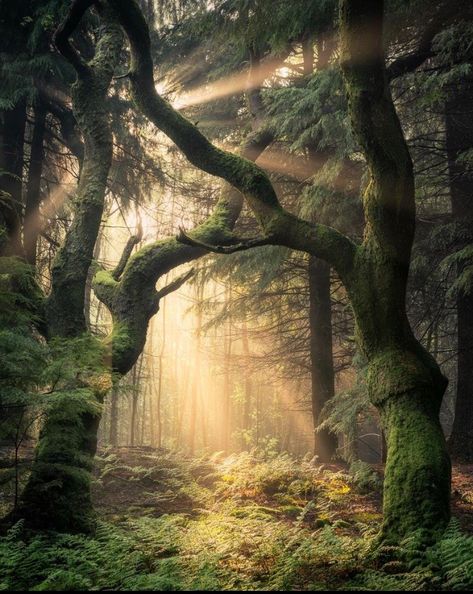 Wales, UK Magic Places, Mystical Forest, Magic Forest, Have Inspiration, Beautiful Forest, Airbrush Art, Forest Photography, Aquascaping, Magical Forest