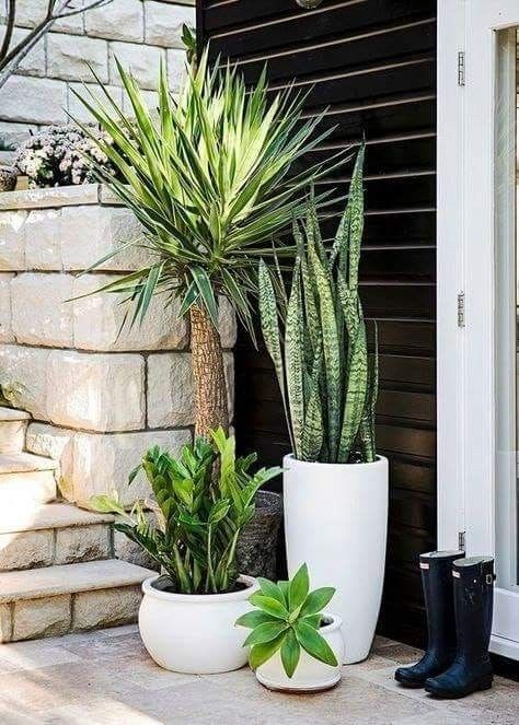 Design Per Patio, نباتات منزلية, Painted Terra Cotta Pots, Patio Plants, Outdoor Pots, Front Yard Garden, Balcony Garden, Succulents Garden, Front Garden