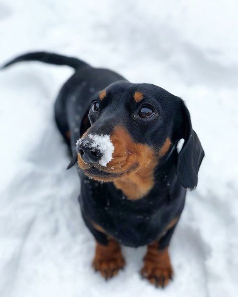 Mixed Dog Breeds, Black And Tan Dachshund, Dog Antlers, Miniature Dachshunds, Bully Sticks, Wiener Dogs, Sausage Dogs, Hybrid Dogs, Dachshund Art