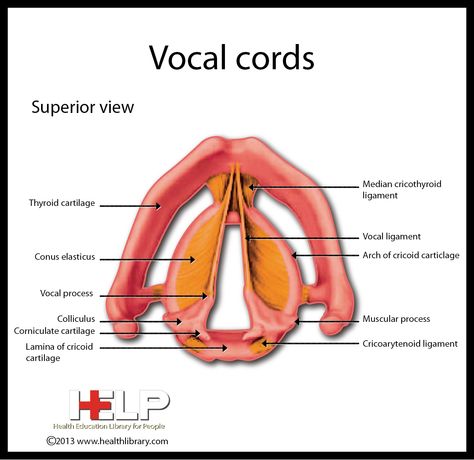 Vocal Chords Anatomy, Vocal Cords Anatomy, Body Muscle Anatomy, Human Muscle Anatomy, Vocal Cords, Basic Anatomy And Physiology, Nursing Student Tips, Nursing School Survival, Health Class