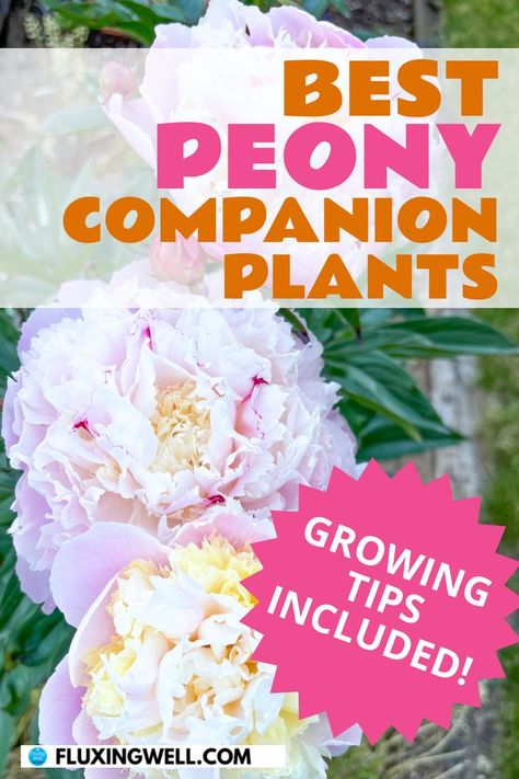 Peony companion plants Companion Gardening, Peony Garden, Companion Plants, Plants Growing, Growing Tips, Peonies Garden, Companion Planting, Gardening Tips, Perennials