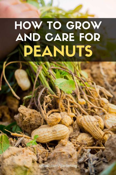 How to Grow and Care for Peanuts Peanut Plant How To Grow, How To Grow Peanuts In Containers, Peanut Plant, Growing Peanuts, Plant Parenthood, Companion Planting Vegetables, Vertical Vegetable Gardens, Veggie Gardens, Raw Peanuts