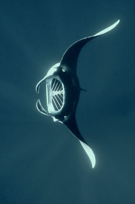 Manta Ray Sculpture, Manta Ray Photography, Water Animals Art, Manta Ray Drawing, Stingray Fish, Sting Rays, Night Ocean, Manta Rays, Sea Life Art