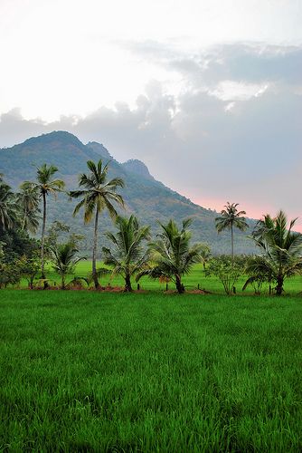 keralam | Flickr - Photo Sharing! Agriculture Photography, Kerala Travel, Village Photography, Kerala Tourism, Landscape Photography Nature, Dslr Background Images, Picsart Background, Beautiful Places Nature, Alam Yang Indah