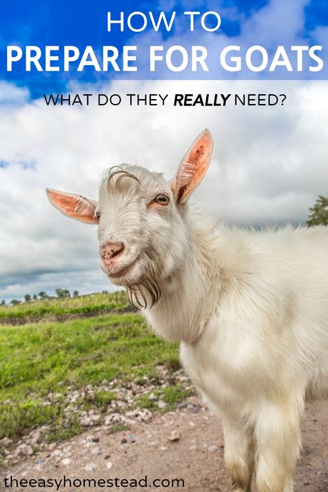 How to Prepare for Goats- What do the REALLY need? | The Easy Homestead (.com) Milking Goats, Keeping Goats, Small Farming, Homestead Animals, Goat Care, Billy Goat, Raising Goats, Pygmy Goat, Future Farms