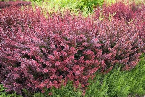 Berberis thunbergii f. atropurpurea (Purple Japanese Barberry) Purple Shrubs, Berberis Thunbergii, Japanese Barberry, Perennial Grasses, Invasive Plants, Coastal Gardens, Planting Shrubs, Plant Combinations, Plant Species