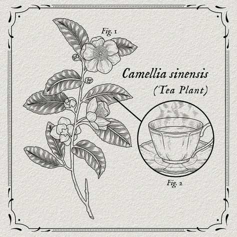 • TATTOO DESIGN AVAILABLE, PLEASE MESSAGE ME TO CLAIM • Camellia Tattoo Design, Camellia Sinensis Tattoo, Camellia Line Art, Camellia Sinensis, Tattoo Reference, Flower Tea, Message Me, Tattoo Artist, Tattoo Design