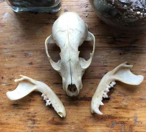 Skull Identification, Skull Oddities, Bone Collecting, Goblin Aesthetic, Raccoon Skull, Demon Aesthetic, Animal Taxidermy, Skull Anatomy, Skull Reference