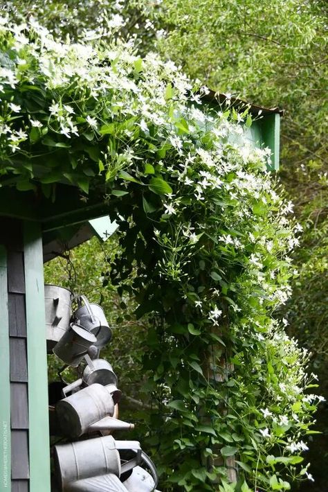 Sweet Autumn Clematis Trellis, Clematis Trellis Ideas, Garden Plants Ideas, Nj House, Over Achiever, Evergreen Clematis, American Wisteria, Cottage Gardening, Clematis Trellis