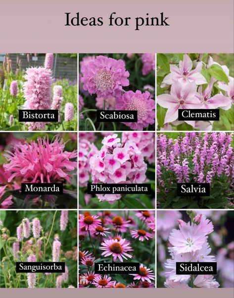 Pink Flowering Plants, Pink And Purple Flower Garden, Pink Perennial Flowers, Pink Garden Ideas, Planting Raised Garden Beds, Plants With Pink Flowers, Purple Flowers Garden, Flower Garden Plans, Backyard Flowers