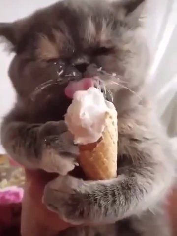 Cat Ice Cream Recipes, Cat Eating, Cat With Ice Cream, Cat Eating Ice Cream, Steven Universe Ice Cream Cat, Ice Cream Kitty, Cats Eating Sushi, Cat Ice Cream, Cream Cat