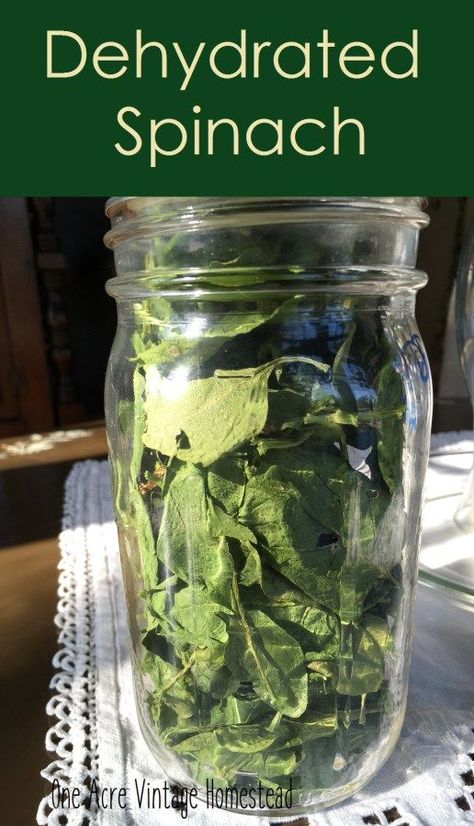 Learn how to properly dehydrate your fresh spinach harvest this Spring. Dehydrated spinach is great for stews, soups and even powdered and put into smoothies. Dehydrate Spinach, Strawberry Fruit Leather, Dehydrating Food Storage, Health Shakes, Food Dehydration, Gutter Garden, Modern Homestead, 2023 Recipes, Dehydrated Vegetables