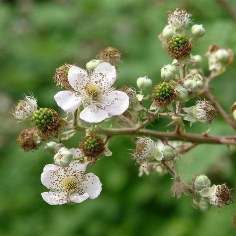 When Do Blackberries Bloom? – A Definite Answer! Blackberry Flower, Blackberry Blossom, Blackberry Tattoo, Blackberry Bramble, Blackberry Plants, Growing Blackberries, Vintage Wedding Flowers, Bee Boxes, Plant Problems