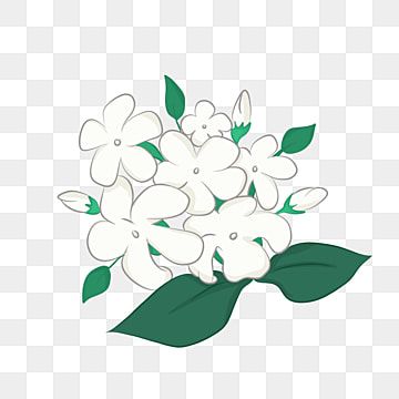 flower,jasmine,flowers,white jasmine,jasmine flower,white,green,green leaves,simple flower,simple flower design,cute flower design,hand drawn,flower clipart,hand clipart,flowers clipart,drawn clipart Flower In Hand, Flower Jasmine, Vine Drawing, Pink Flowers Background, Flower Simple, Hand Clipart, Me Tattoo, Doodle Art Flowers, Simple Flower Design