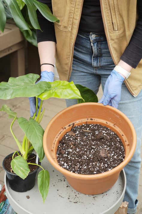 Soil is beautiful. Soil is alive. The ecosystem of your soil is important to the health and success of your plants. In nature, the relationship between soil and plants creates and sustains whole communities of organisms. Indoors, and limited to the confines of a grower pot, houseplants want and need the best inputs possible. These include soil, light, water, nutrients, and a little bit of love.Most indoor plants will do just fine with an all-purpose potting mix, but there are a few groups of pla Plants In Nature, Want And Need, Root Growth, Earthworms, Light Water, Peat Moss, Organic Matter, African Violets, Potting Soil