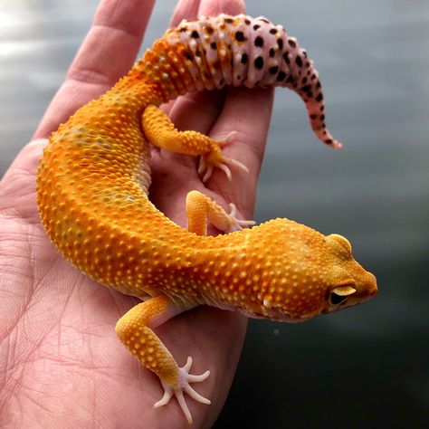 Leopard Gecko Cage, Leopard Gecko Diy, Tangerine Leopard Gecko, Gecko Morphs, Leopard Gecko Cute, Leopard Gecko Habitat, Leopard Gecko Tank, Leopard Gecko Care, Leopard Gecko Morphs