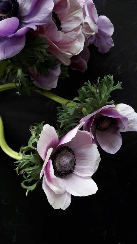 Beaverbrook Townhouse, Anemone Aesthetic, White Anemones, Flower Reference, Botanical Collage, Botanical Floral Art, Flowery Wallpaper, Flower Boutique, Midnight Garden