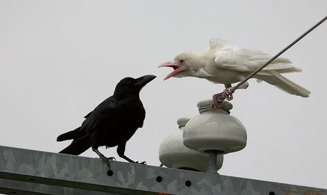 Black and white ravens Rare Albino Animals, Rwby Funny, White Crow, Albino Animals, White Birds, Jackdaw, Akhal Teke, Crows Ravens, The Crow