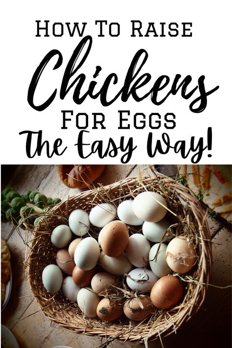 Raising Chickens For Eggs, Raising Chickens 101, Chickens For Eggs, How To Grow Strawberries, Grow Strawberries, Raising Chicken, Laying Chickens, Raising Chicks, Egg Laying Chickens