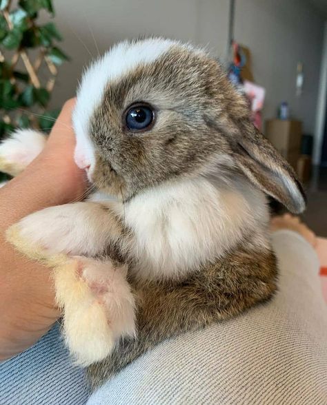 Rabbit Life, Ny Life, Grey Bunny, Rabbit Lover, Bunny Lovers, Brown Fur, Blue Eyed, Fluffy Animals, Baby Bunnies