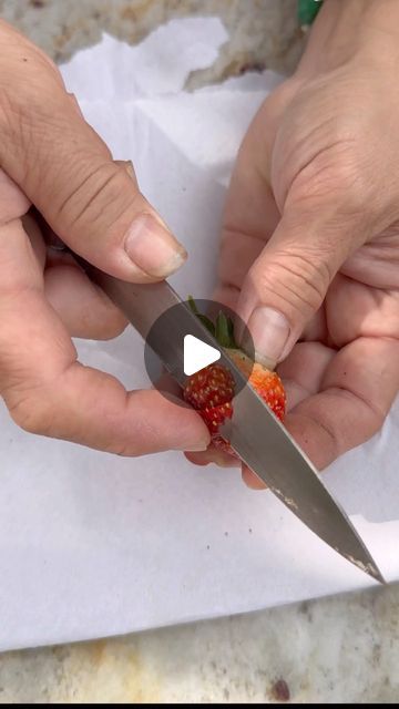 Lan Nguyen on Instagram: "Here’s one way to grow Strawberries from seeds! 🍓 #strawberry #seed #urbangarden #gardening" How To Plant Strawberry Seeds, How To Grow Strawberries From Seed, Growing Strawberries From Seed, Strawberry Growing Ideas, Strawberry Seeds Grow, Best Way To Grow Strawberries, Grow Strawberries From Seed, Grow Strawberries, Seed Starters