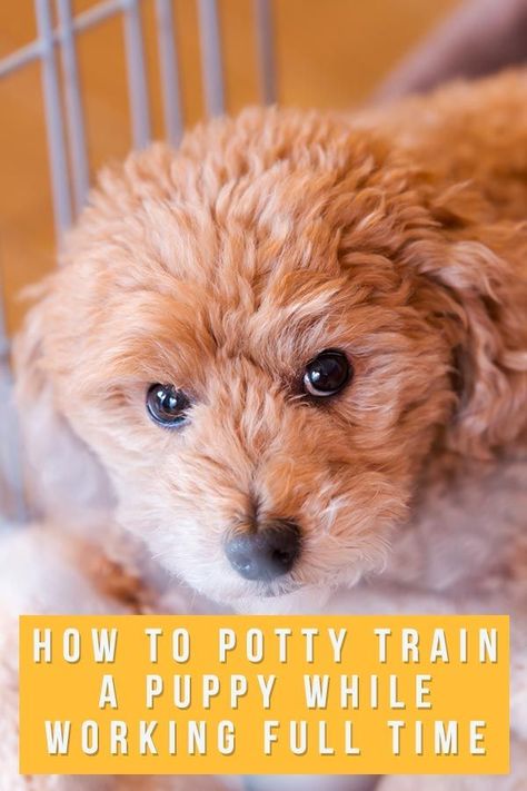 How To Potty Train A Puppy While Working Full Time Crate Training Schedule, Potty Training Schedule, Dog Potty Area, Puppy Potty Training Tips, Puppy Schedule, Train A Puppy, How To Potty Train, Puppy Playpen, Crate Training Puppy