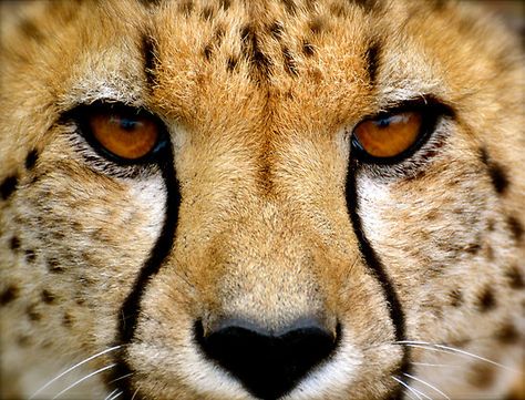 Cheetah with brown eyes Cheetah Eyes, Cheetah Face, Animal Icon, Cheetahs, Art Tattoos, Close Up Pictures, Leopards, Brown Eyes, Wild Cats