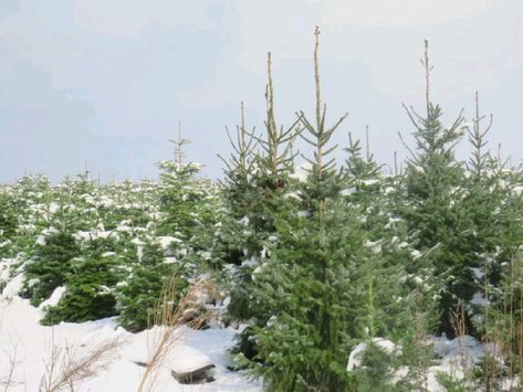 #christmas Christmas Tree Farm, Tree Farm, Tree Farms, Christmas Tree, Christmas